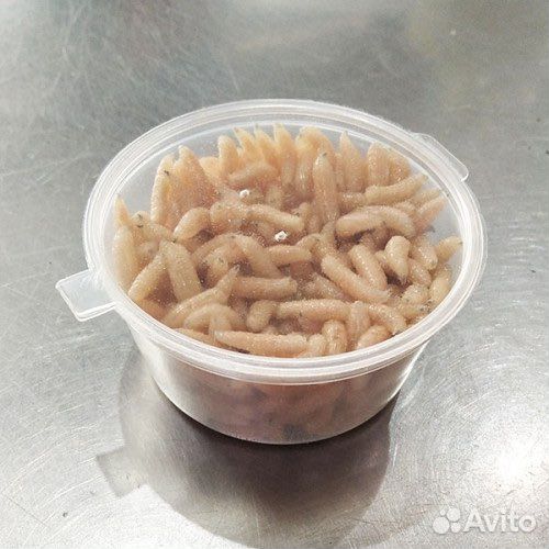 Наживка живая опарыш