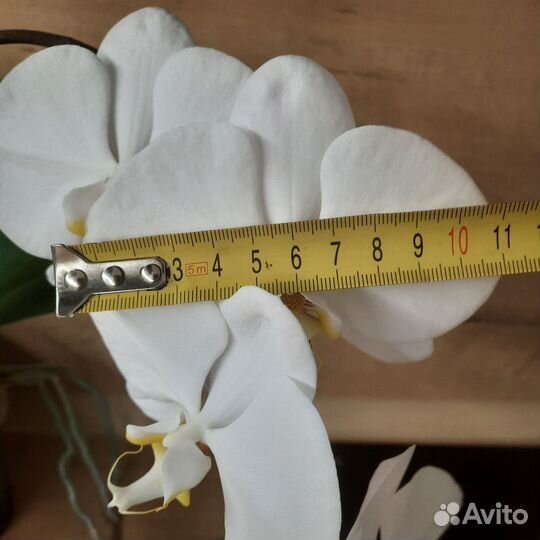 Орхидея фаленопсис