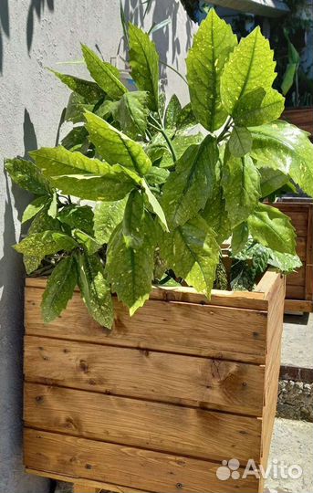 Аукуба - золотое дерево Японии