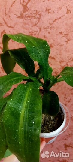 Дерево счастья или драцена