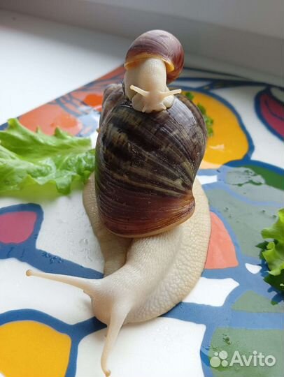 Улитята архахатины Бенин