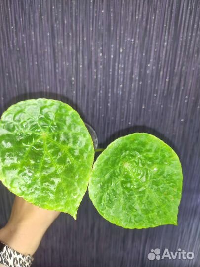 Бегония Phuthoensis