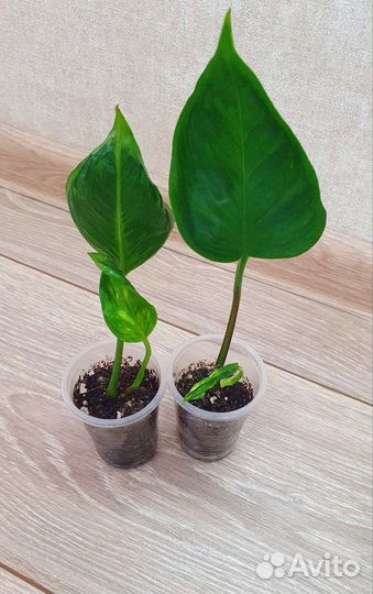 Эпипремнумы Сциндапсусы