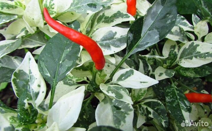 Вариегатный перчик ушу семена и рассада