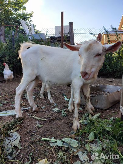 Продаётся козёл