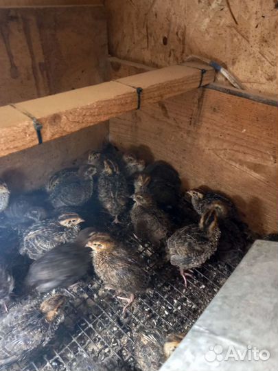 Перепела. Суточные перепела