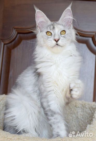 Полидактная серебряная девочка мейн кун