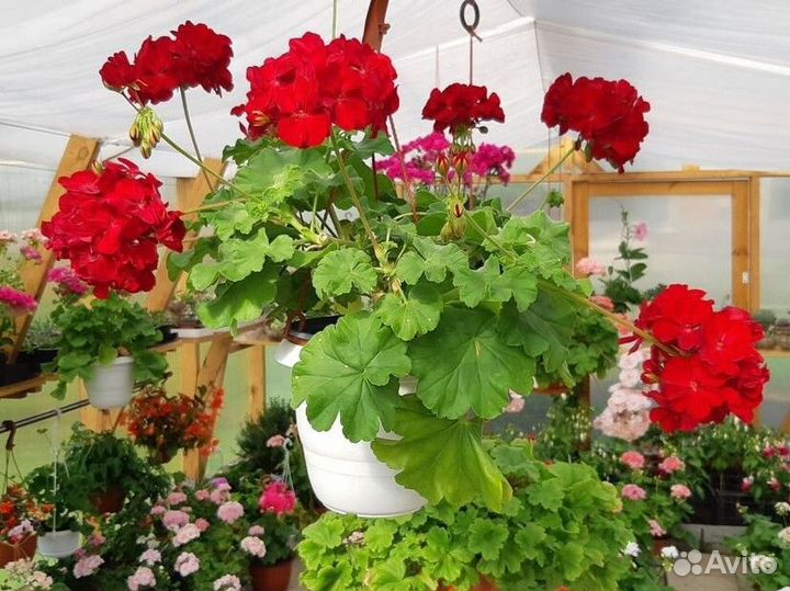 Срезы сортовых пеларгоний почтой