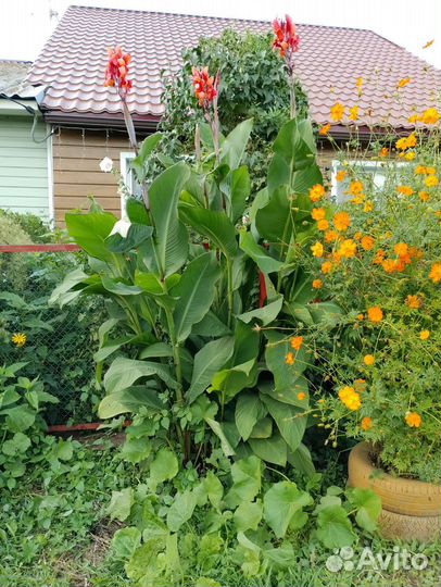 Пеларгония герань