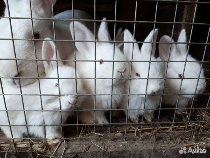 Кролик белый панон