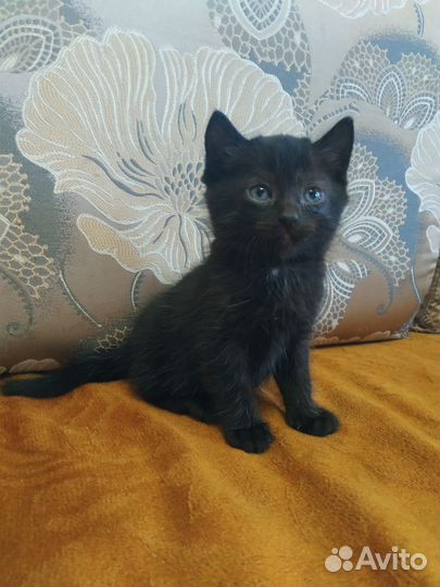 Черный котенок
