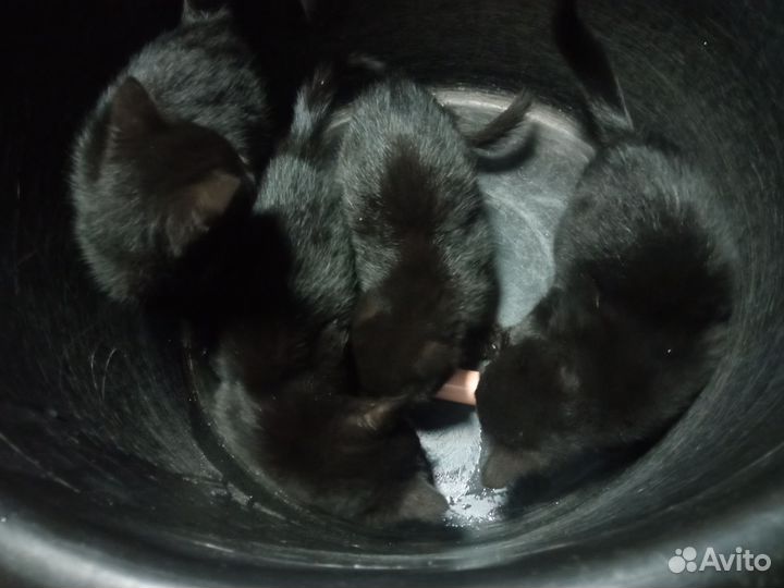 Котята в добрые руки