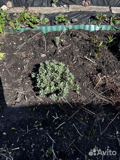 Очиток видный