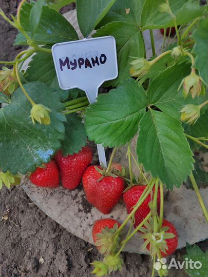 Рассада клубники