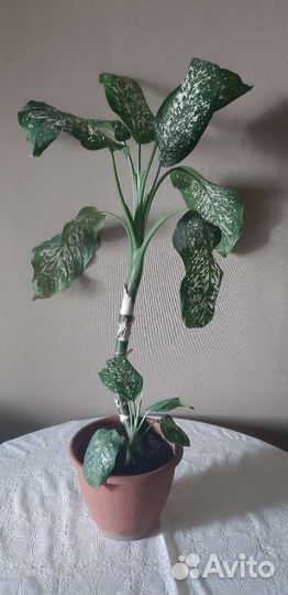 Диффенбахия