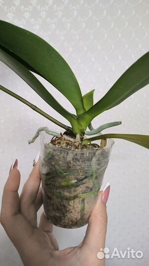 Орхидея фаленопсис