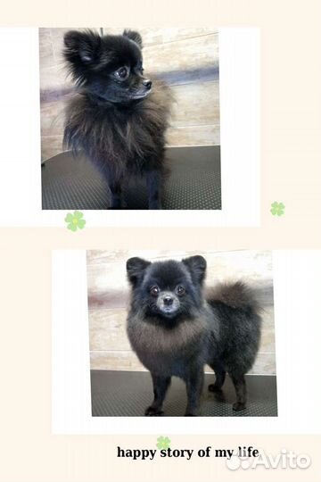 Груминг (стрижка собак) Родники