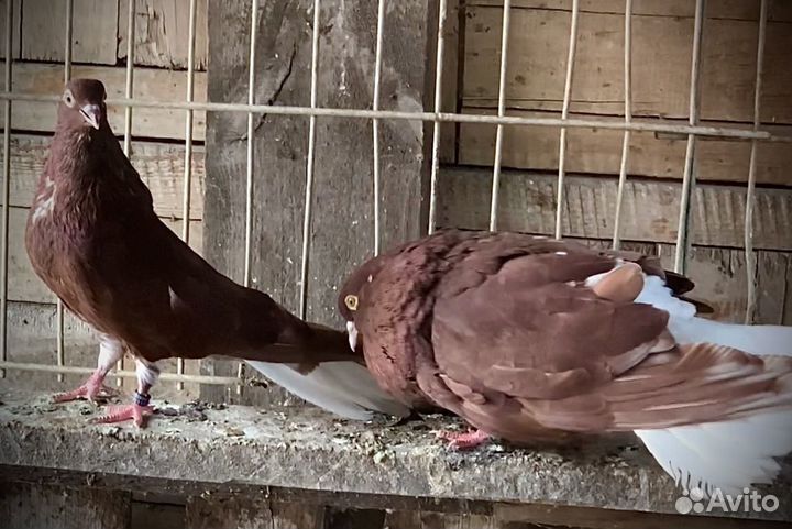 Николаевские голуби