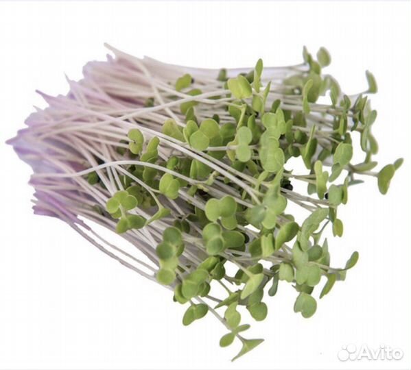 Микрозелень