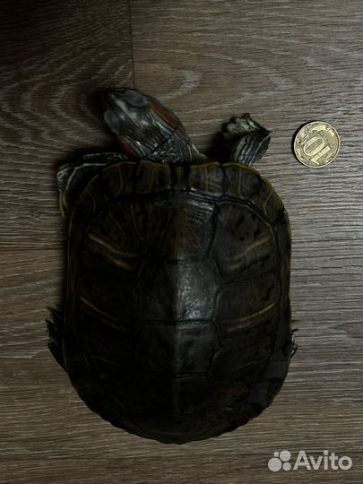 Красноухая черепаха
