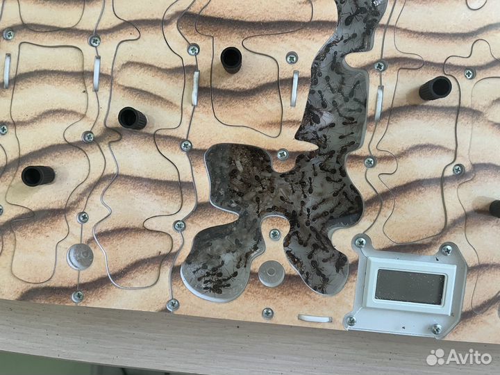 Экстреннo Формикарий с муравьями феллахами(fellah)