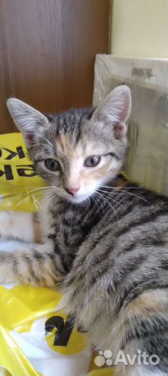 Кошки