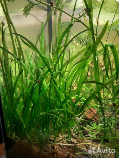 Валиснерия - растение для аквариума (водоросли)