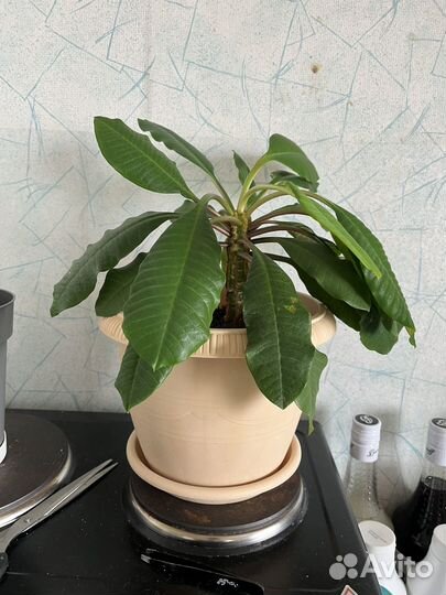 Комнатные растения