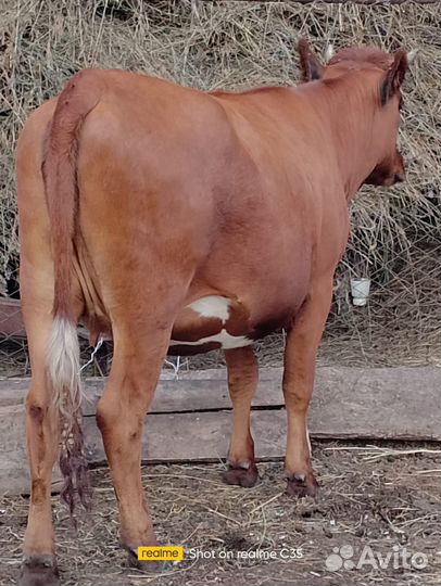 Продам телку