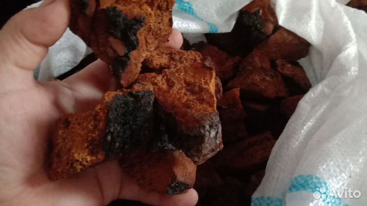 Чага березовая