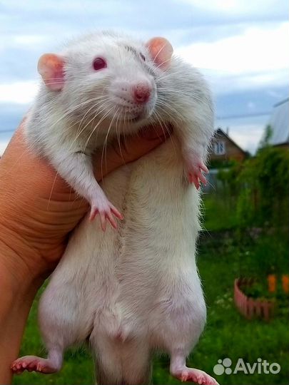 Крыса мальчик Лунтик в добрые руки