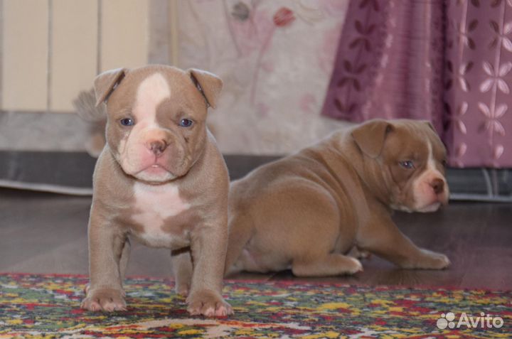 Щенки Американского Булли покет