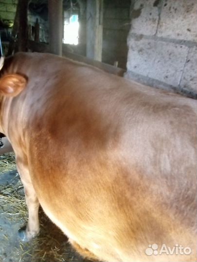 Корова телка