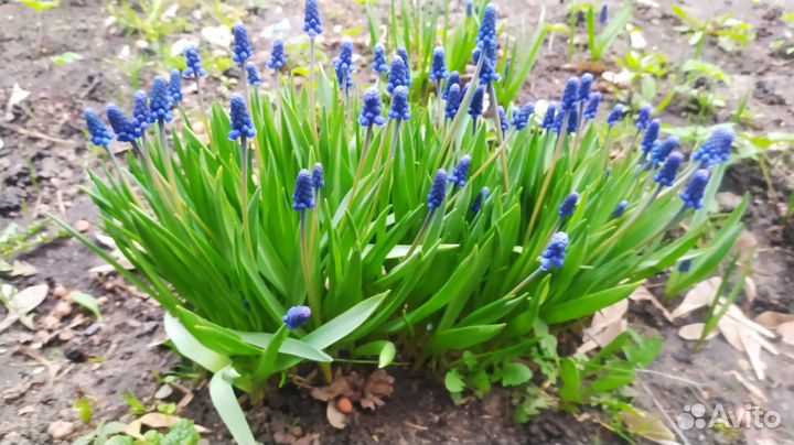 Многолетник Мускари