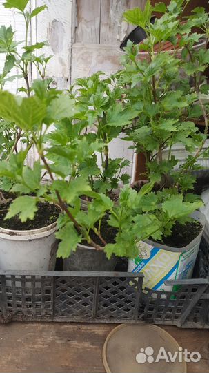 Калина бульденеж 2х летка