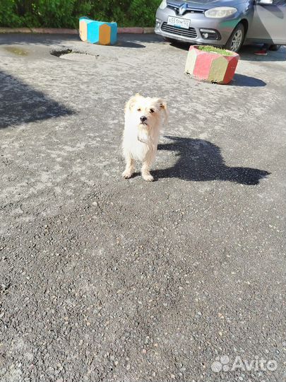 Найдена собачка