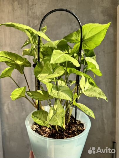 Комнатные цветы Сингониум