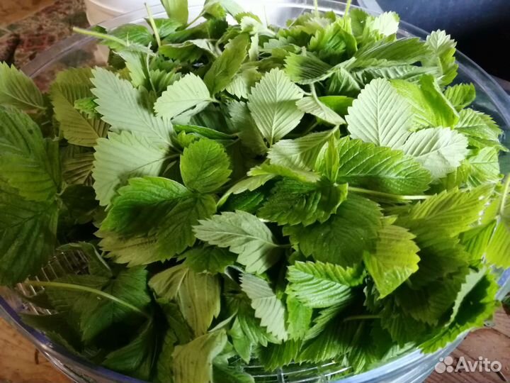 Лист земляники сушеный. 50г