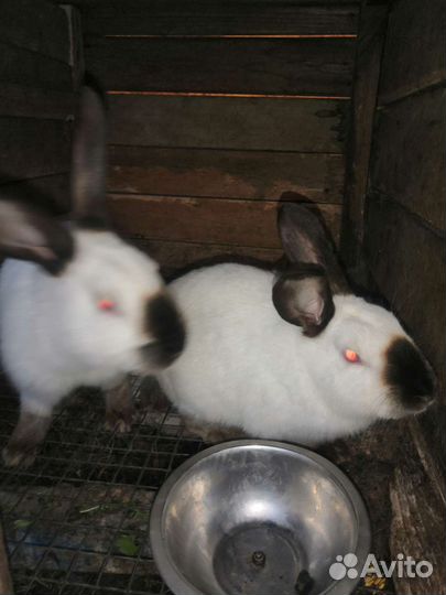 Продам кроликов