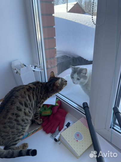 Бенгальская кошка бесплатно