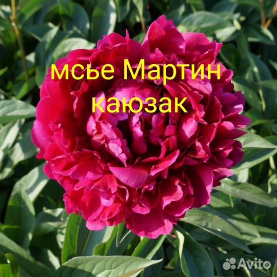 Луковичные растения