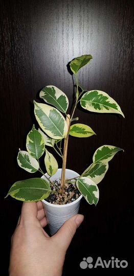 Фикус Голден Кинг