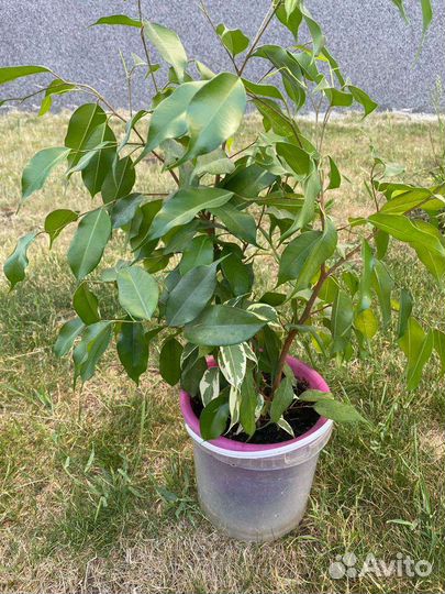 Фикус бенджамина