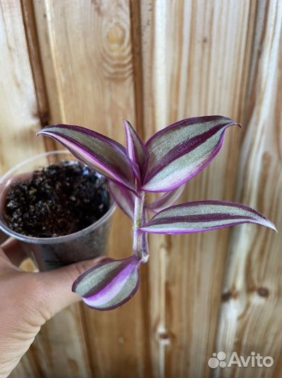 Традесканция зебрина