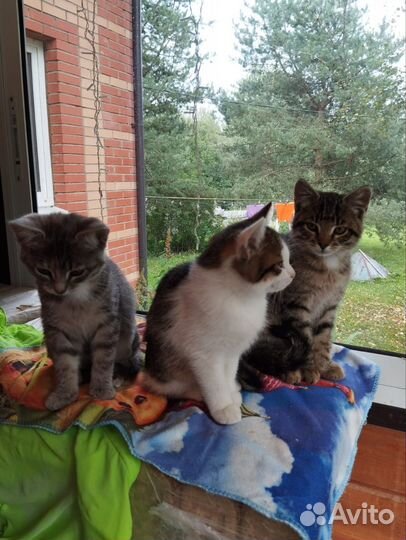 Кошки и кот