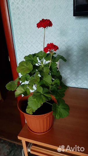 Герань пеларгония розебудная