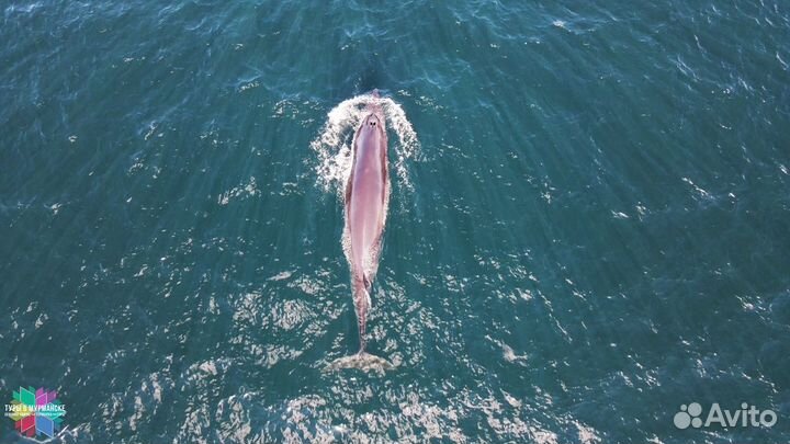 Смотреть Китов в Териберке