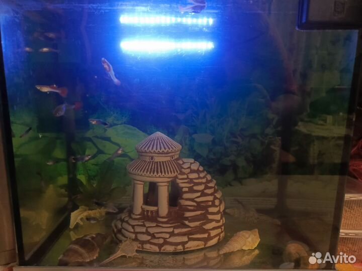Аквариум