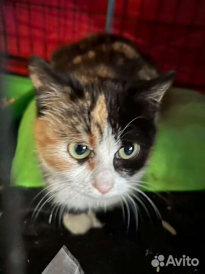 Отдам в добрые руки