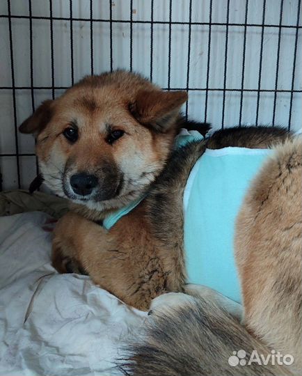 Акиты-ину метис